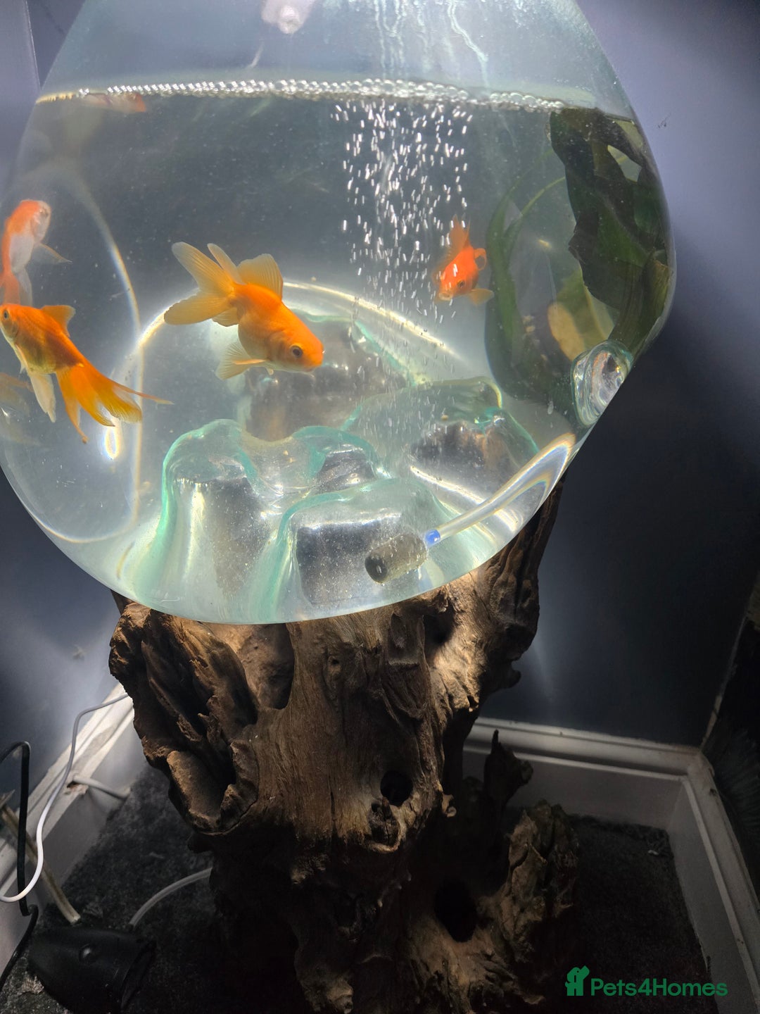 Fancy Goldfish fish for sale: Unique fish tank with stand - Image 2
