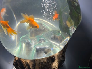 Fancy Goldfish fish - Advert 3