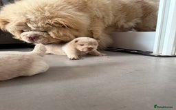 Chow Chow dogs for sale: 🔥 UK best Lilac platinum 🧸 chow chows KC  - Image 11