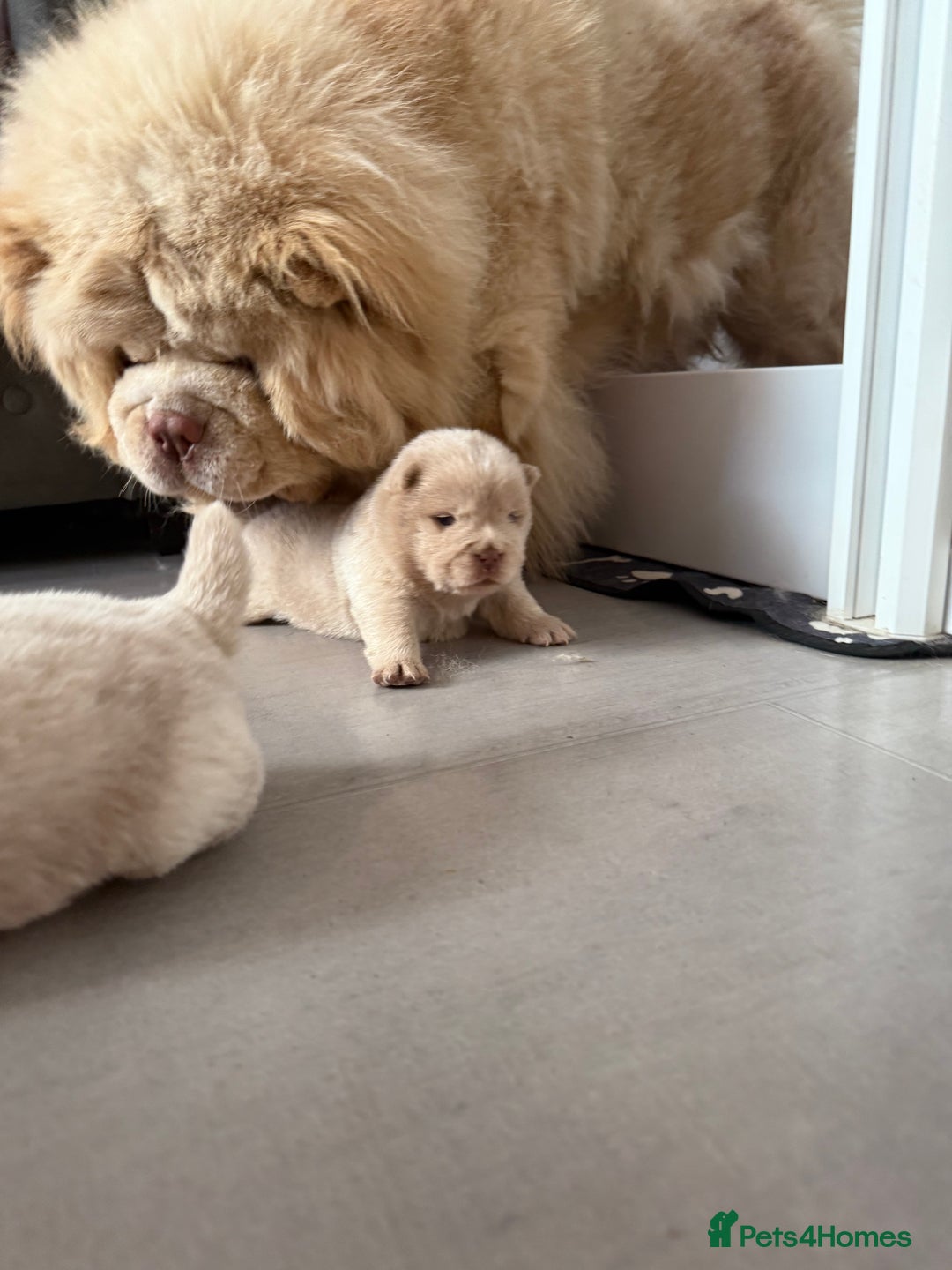 Chow Chow dogs for sale: 🔥 UK best Lilac platinum 🧸 chow chows KC  - Image 11
