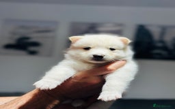 Pomsky dogs for sale: Pomsky Puppy - Image 15