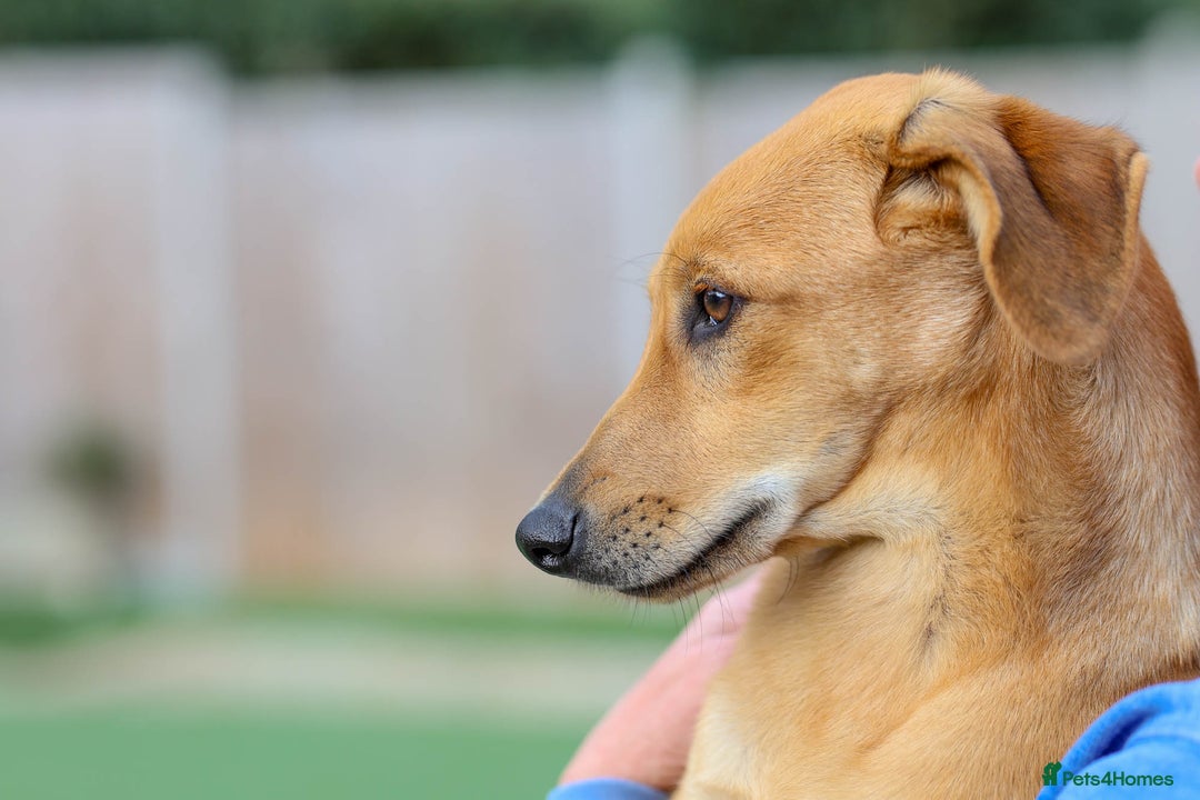 Mixed Breed dogs for adoption: Soft sweet Sophia - Image 21