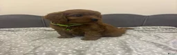 Cavapoo dogs for sale: Stunning F1 Toy Cavapoo Pups - Advert 33
