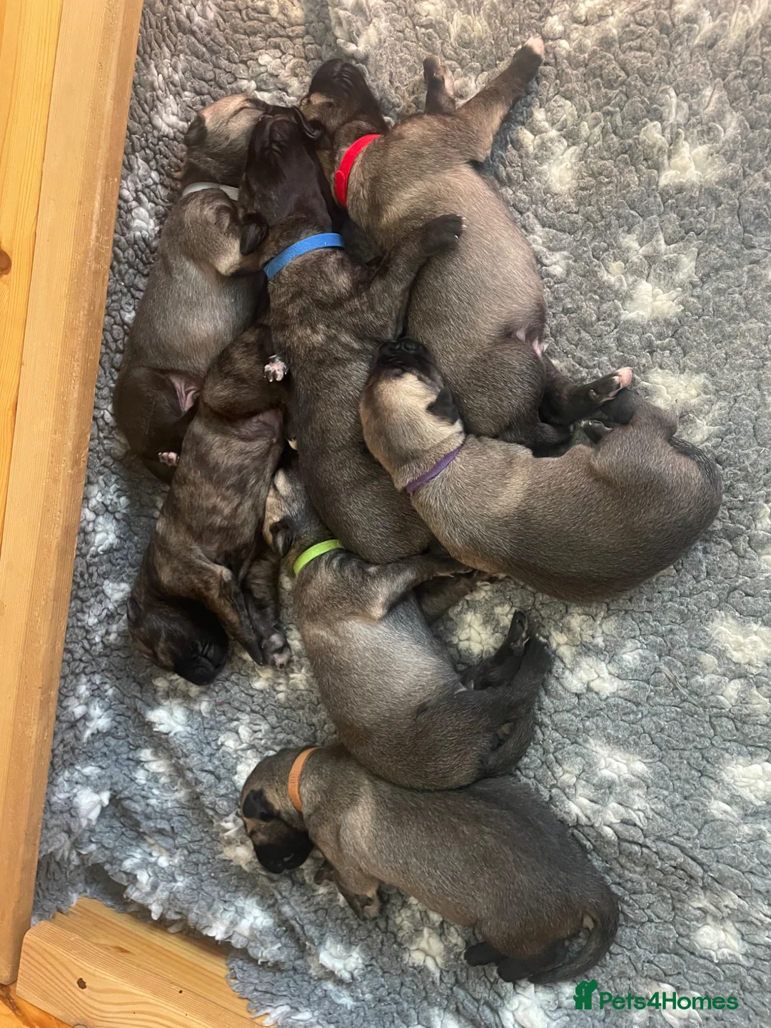 Irish Wolfhound dogs for sale: Beautiful Irish wolfhound puppies  - Advert 2