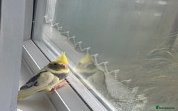 Cockatiels birds for sale: Baby cockatiel - Image 2