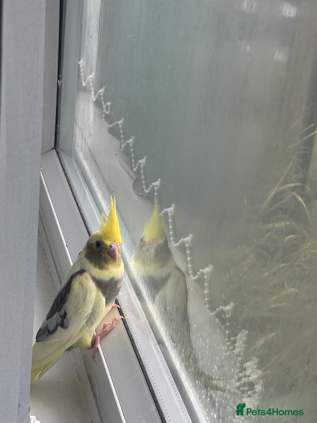 Cockatiels birds for sale: Baby cockatiel - Image 2