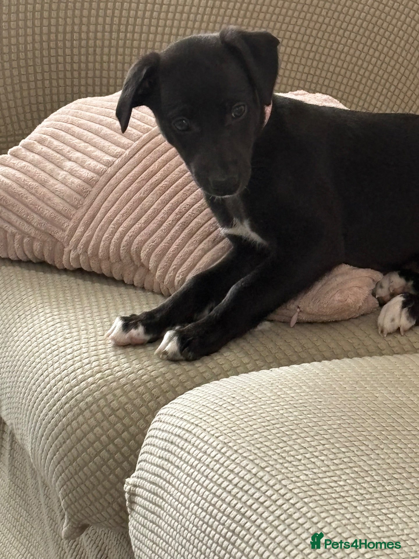 Whippet dogs KC black with white tip Whippet puppies - Advert 2