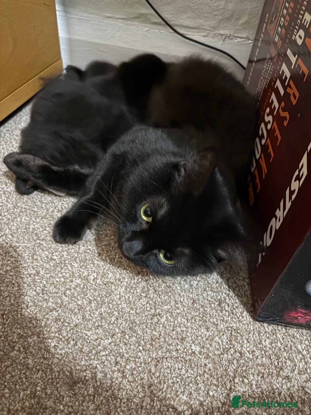 Mixed Breed cats for sale: Gorgeous fluffy Maine Coon X kittens - Advert 1