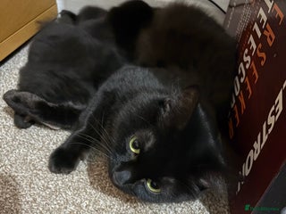 Mixed Breed cats Gorgeous fluffy Maine Coon X kittens - Advert 1