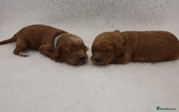 Cockapoo dogs for sale: 5* BREEDER F1 COCKAPOO PUPS - Image 4