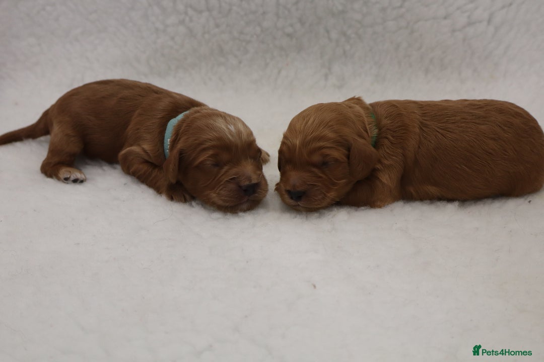 Cockapoo dogs for sale: 5* BREEDER F1 COCKAPOO PUPS - Image 4