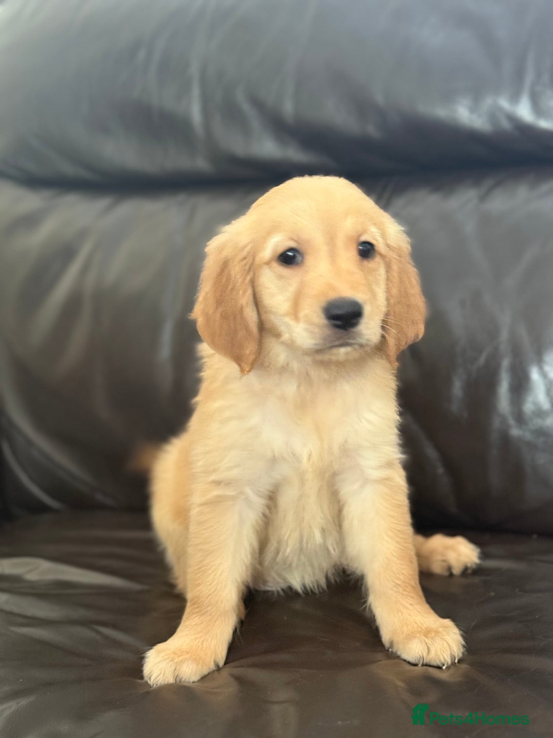 Golden Retriever dogs for sale: Kc Golden Retriever puppies for sale  - Image 3