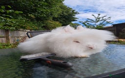Lionhead rabbits for sale: Pure bred double maned lionhead girl - Image 3