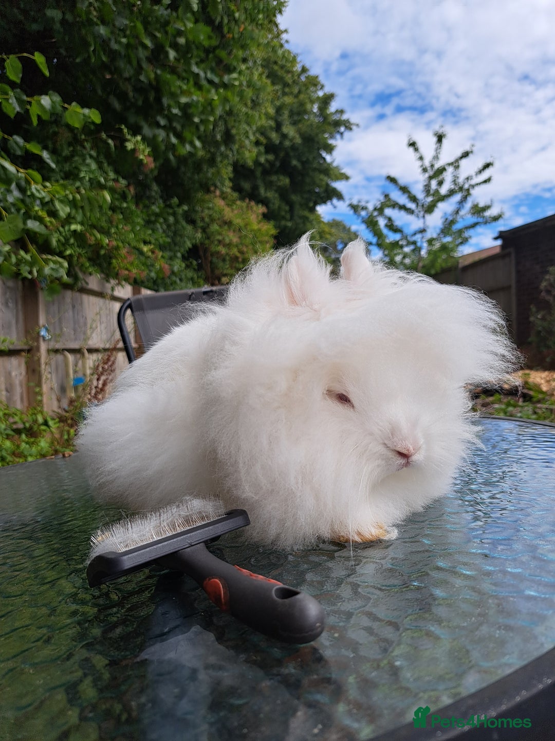 Lionhead rabbits for sale: Pure bred double maned lionhead girl - Image 3