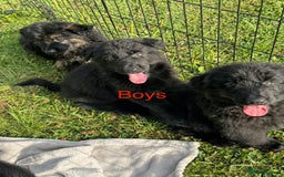 German Shepherd dogs for sale: German shepherd puppies  - Image 8