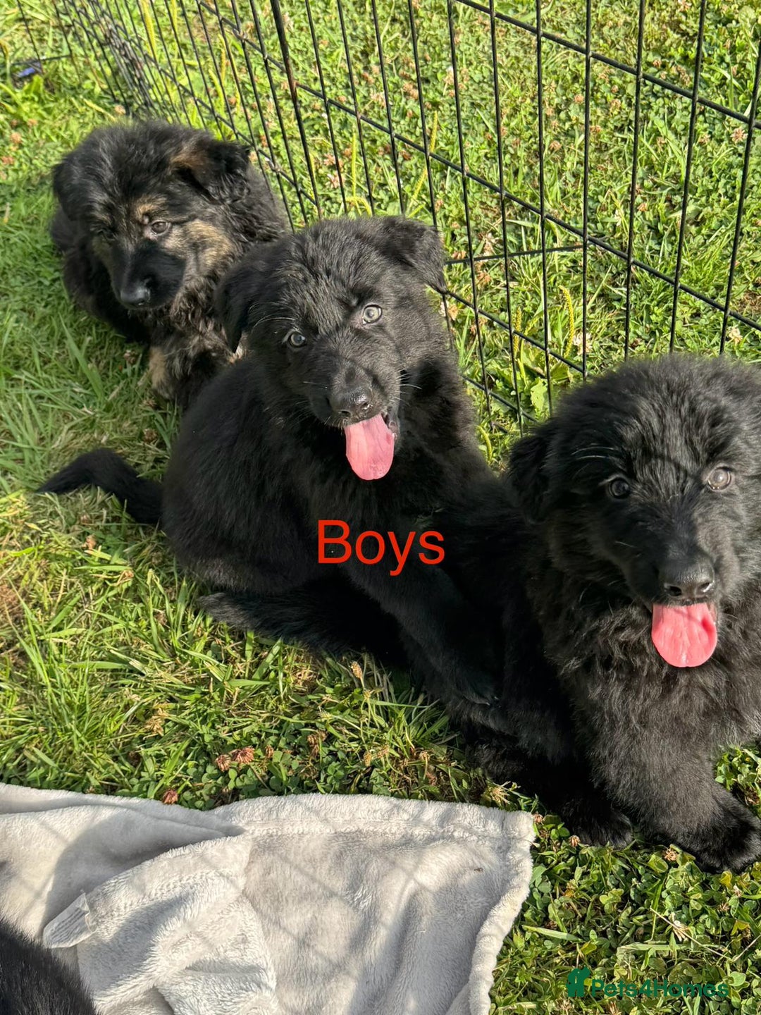 German Shepherd dogs for sale: German shepherd puppies  - Image 8