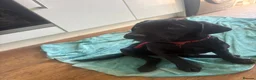 Labrador Retriever dogs for sale: 2 black female Labradors - Advert 4