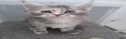 Maine Coon cats for sale: Pure breed XXL Maine Coon kittens  - Advert 9
