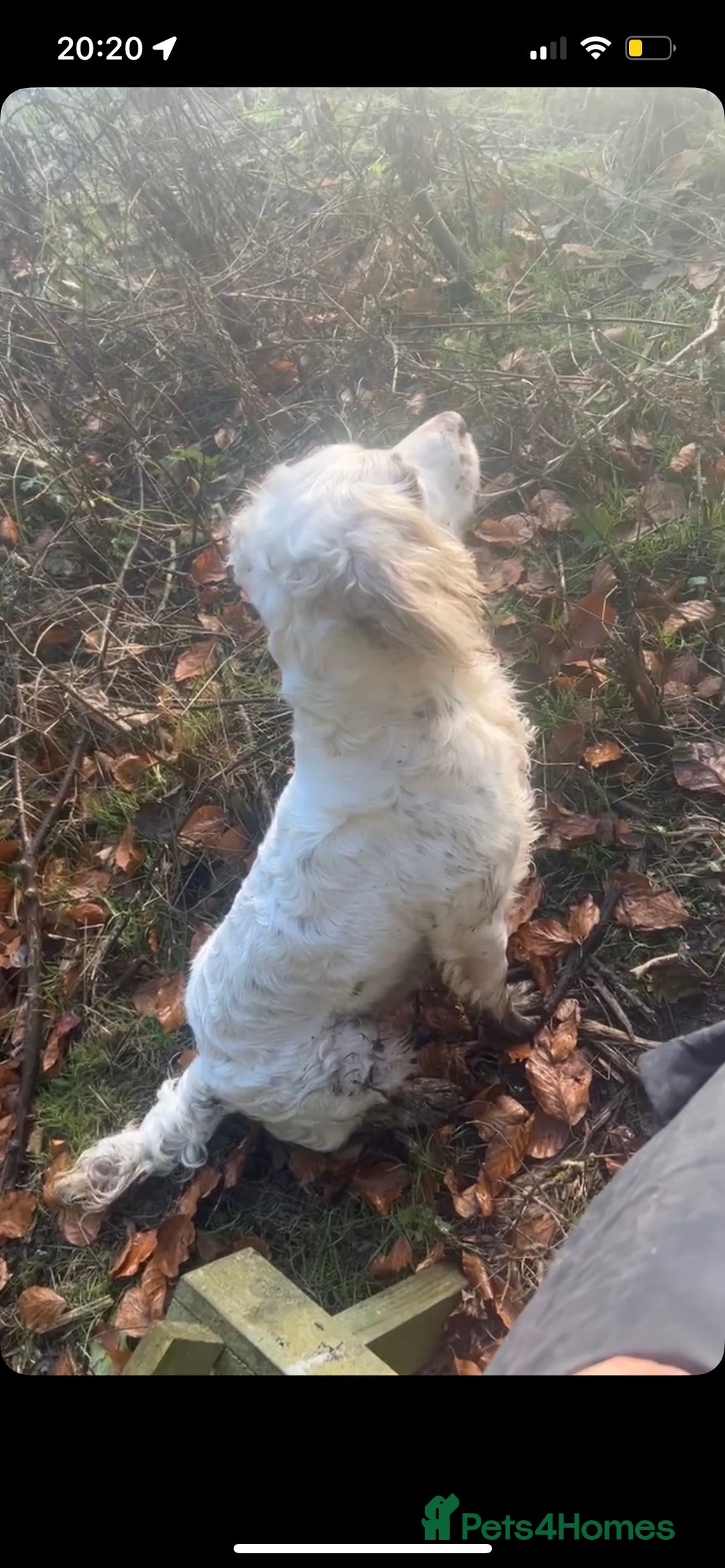 English Springer Spaniel dogs for stud: HEALTHTESTED WORKING ENGLISH SPRINGER SPANIEL in Bishop Auckland - Advert 10