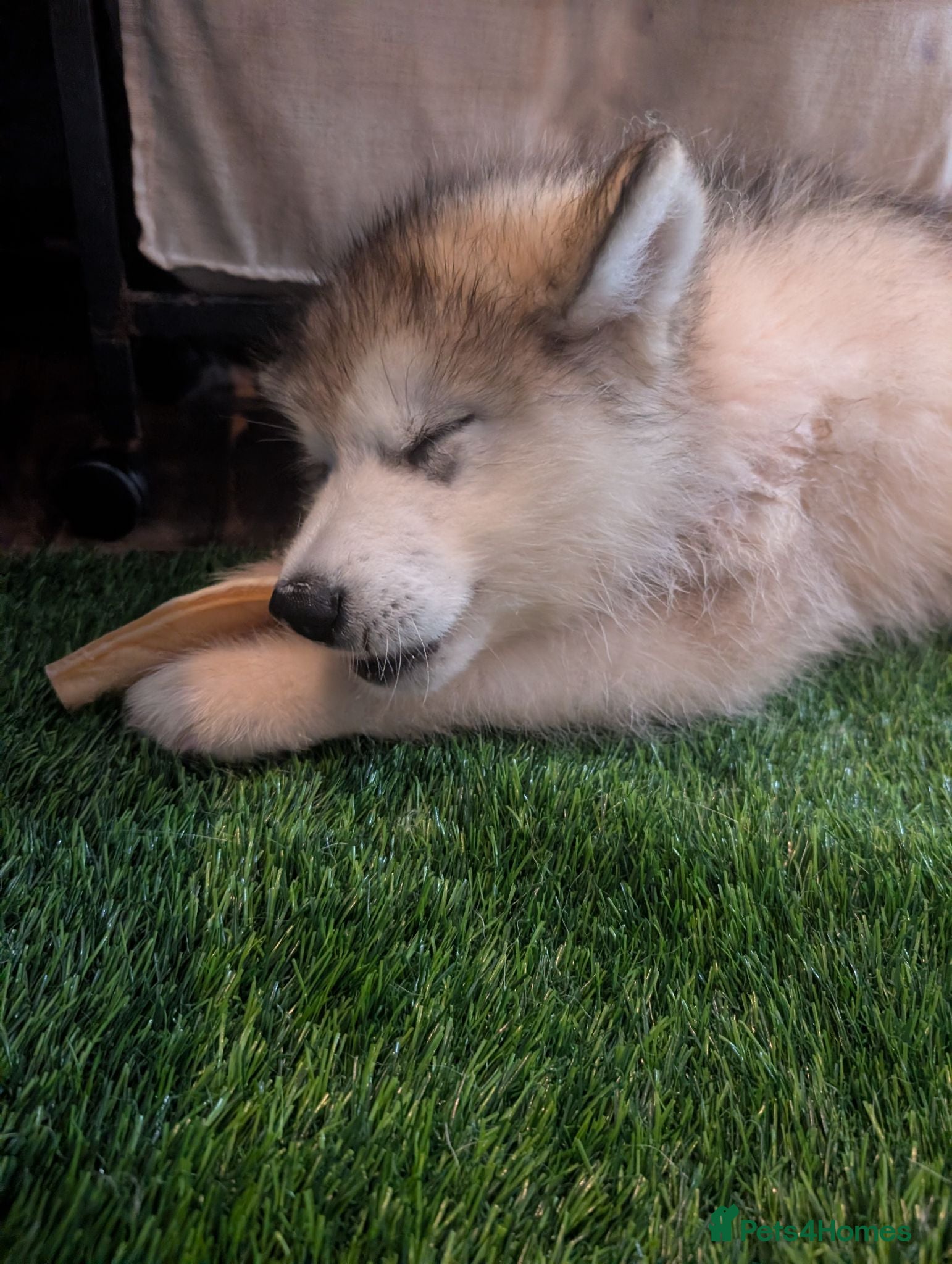 Alaskan Malamute dogs 2 Male Champ KC Reg Alaskan Malamute Puppies - Advert 4