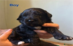 Saint Bernard dogs for sale: F1 St Berdoodle  - Image 20