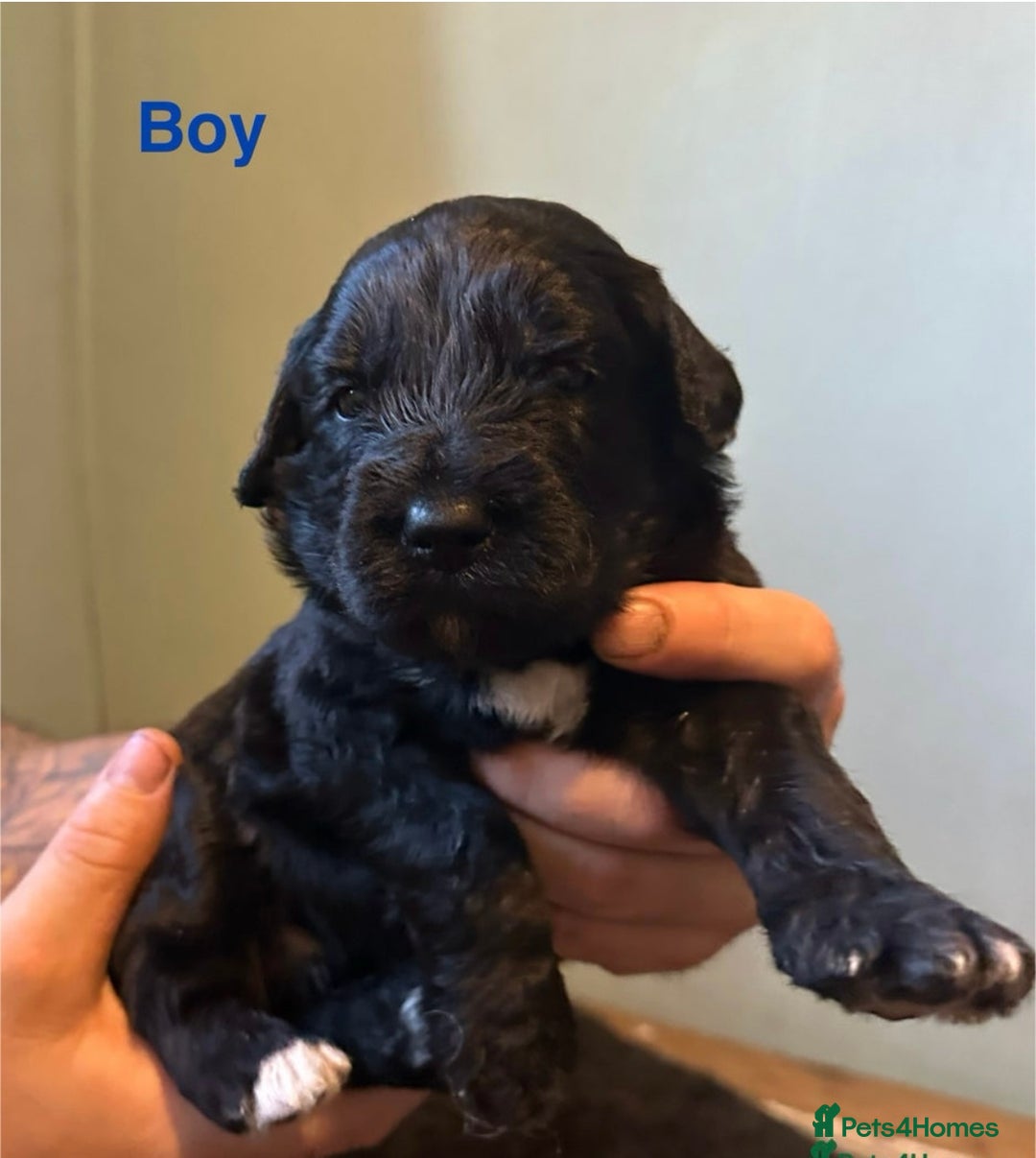 Saint Bernard dogs for sale: F1 St Berdoodle  - Image 20