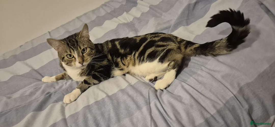 Mixed Breed cats for sale: "Free" mixbreed M cat  in Brighouse - Advert 3