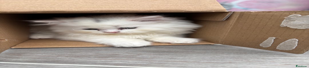 Persian Kitten 2