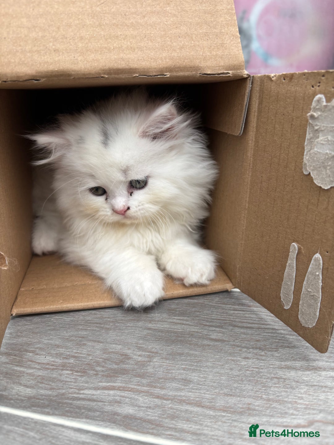 Persian cats for sale: Persian kittens for sale - Image 4