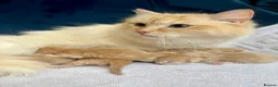 Ragcoon cats for sale: Rare Ragacoon Ragdoll x Maine Coon  - Advert 2