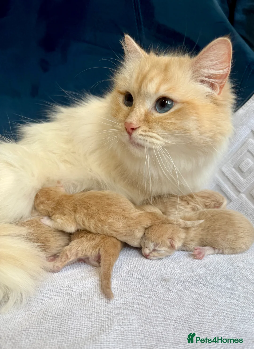 Ragcoon cats for sale: Rare Ragacoon Ragdoll x Maine Coon  - Advert 2