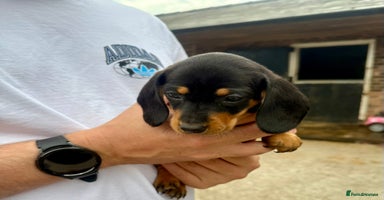 Miniature Dachshund dogs - Advert 9