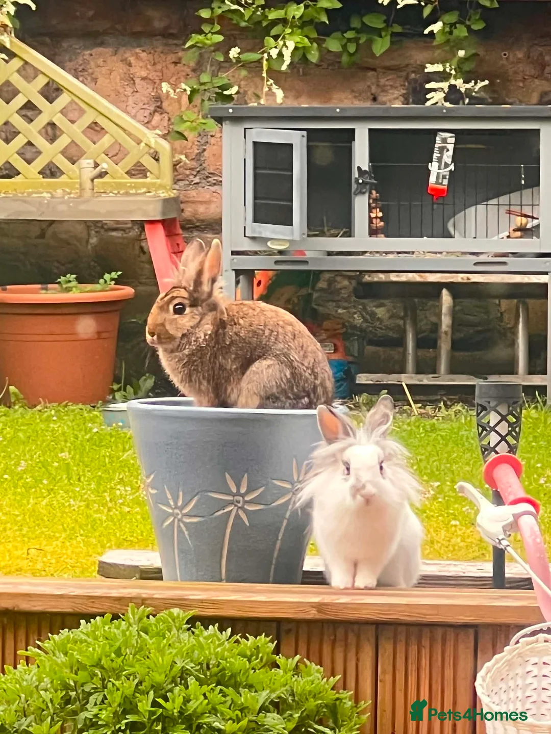 Mixed Breed rabbits for sale: Adorable Pair of Bunnies For sale 🤩 in Widnes - Advert 2