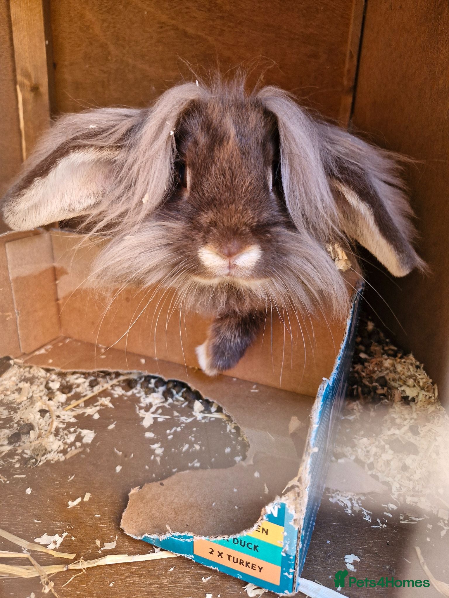 Lionhead rabbits Male looking for new home - Advert 4