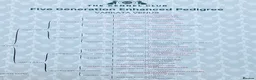 Labrador Retriever dogs for sale: Health Tested KC Labrador Pups in Scarborough - Advert 4