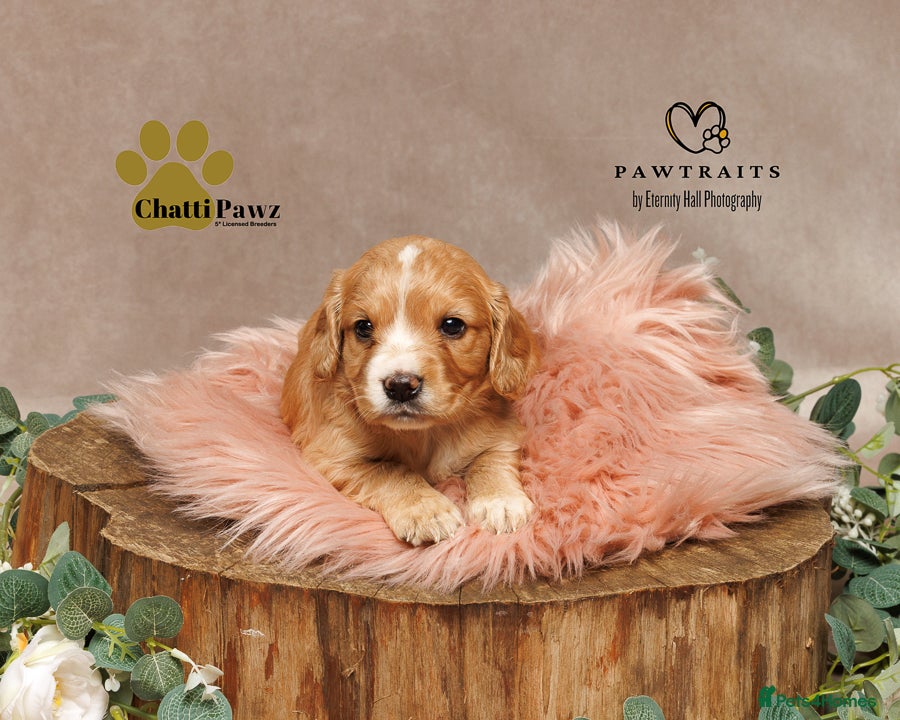 Cocker Spaniel dogs Amazing WCS PUPS 🐶 - Advert 9