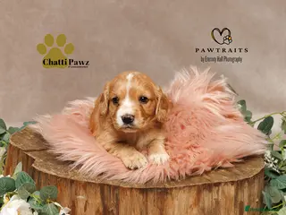 Cocker Spaniel dogs Amazing WCS PUPS 🐶 - Advert 5