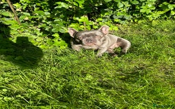 French Bulldog dogs for sale: Female French bulldog  - Image 2