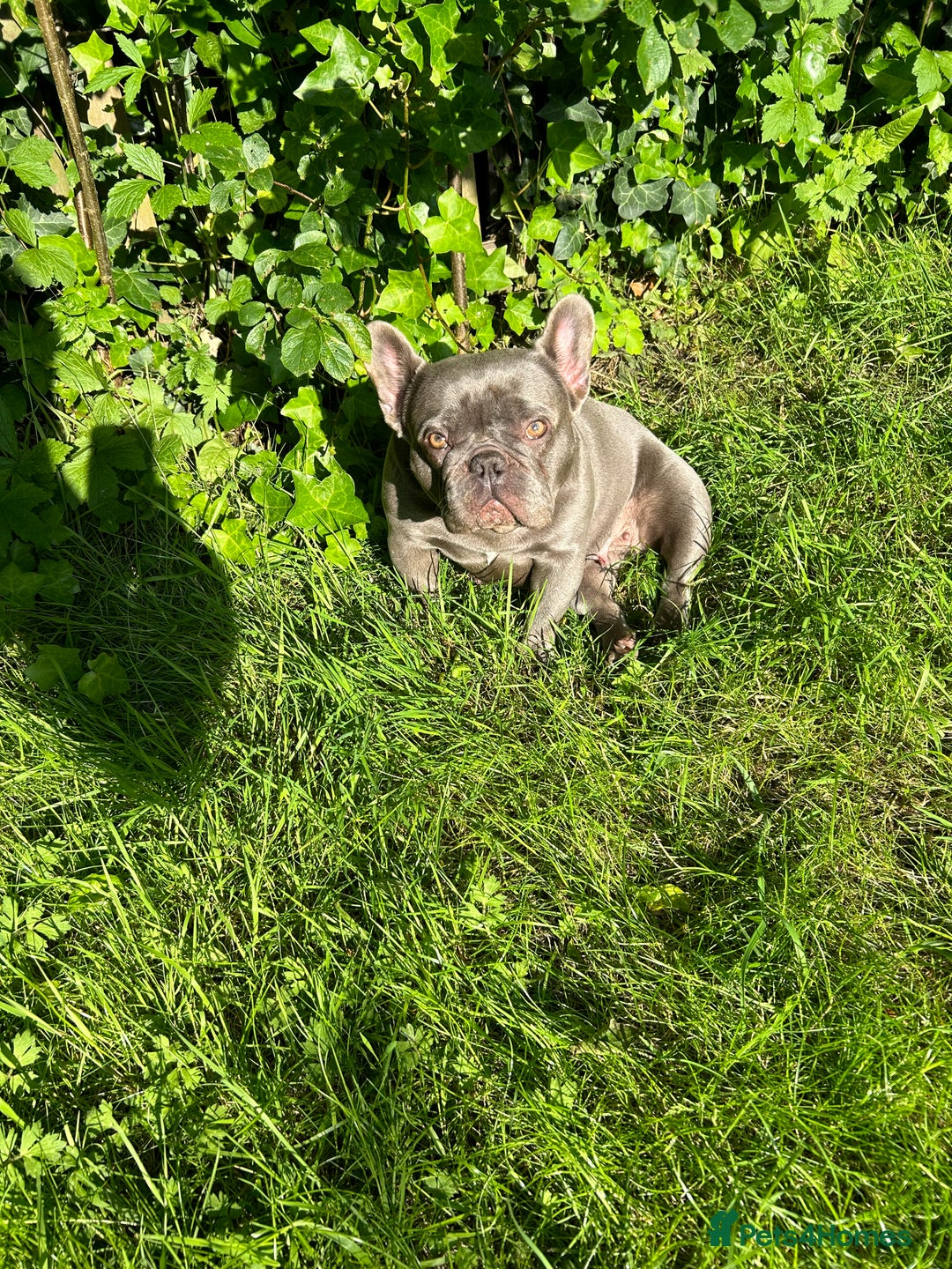 French Bulldog dogs for sale: Female French bulldog  - Image 2
