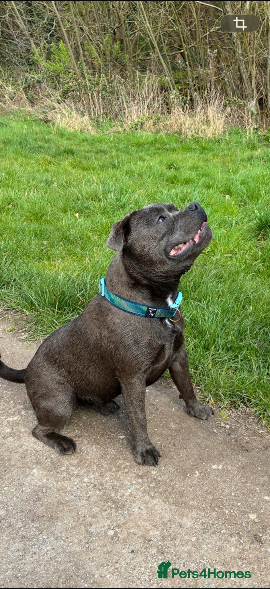 Staffordshire Bull Terrier dogs Jaxon Blue Staffy available for Stud - Advert 1