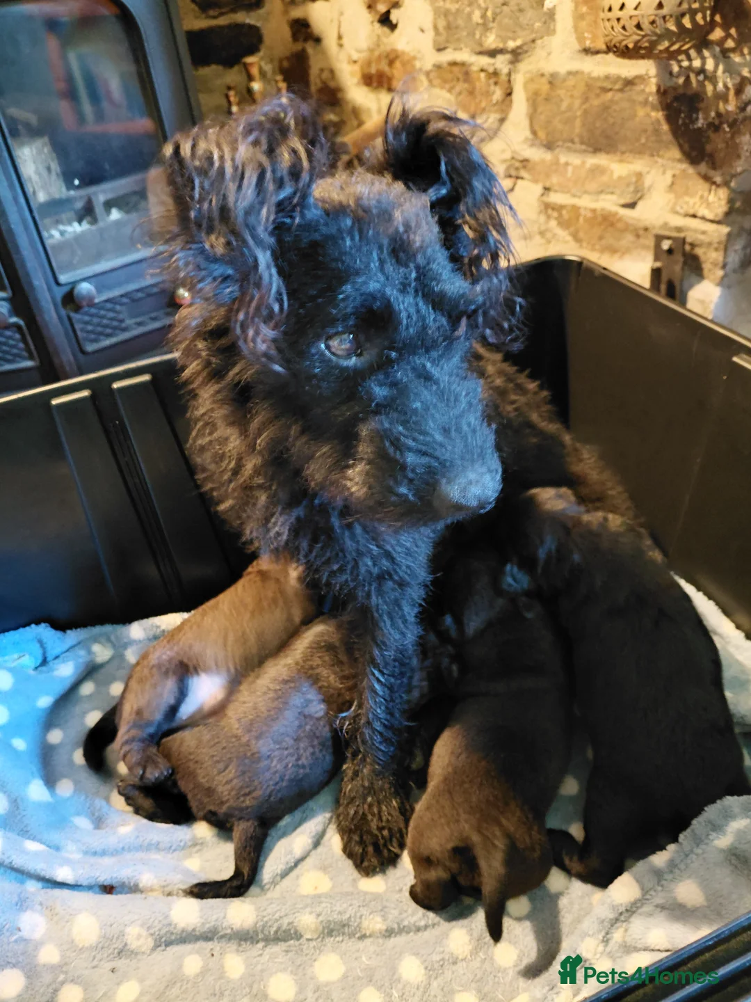 Patterdale Terrier dogs for sale: 4 chocolate/black Patterdale puppies - female - Advert 2