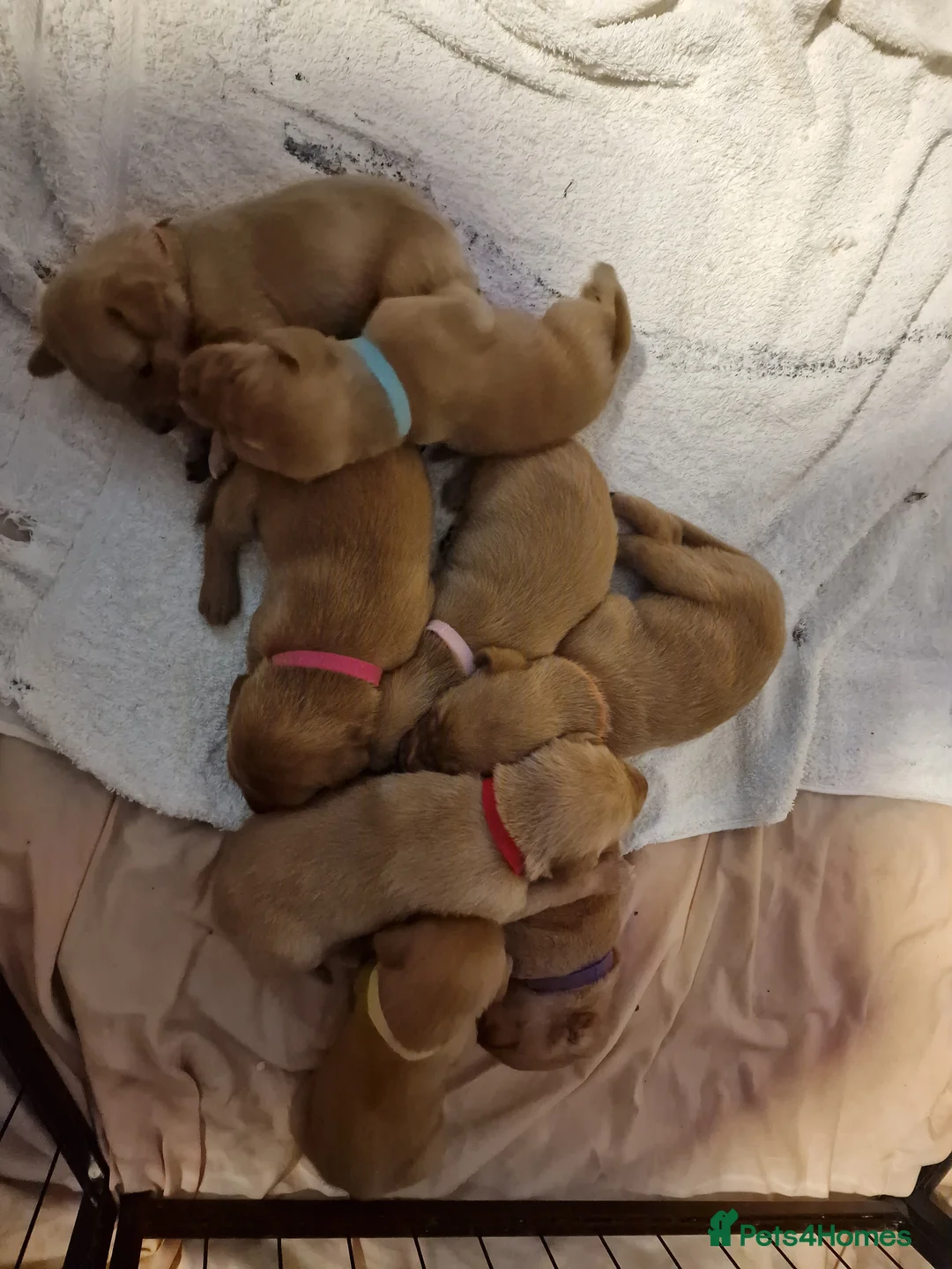 Labrador Retriever dogs for sale: Ready Now! Beautiful Red Fox Labrador Puppies - Advert 14