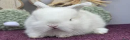 Mini Lop rabbits for sale: Mini lop boys and girls  - Advert 23