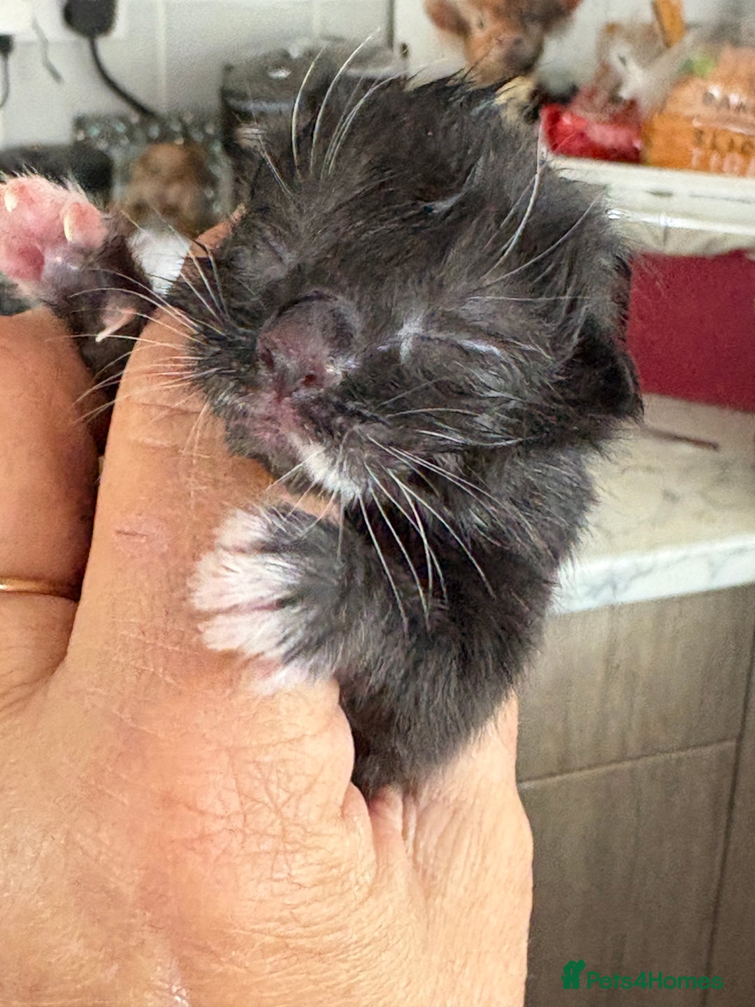 Mixed Breed cats for sale: Mixed breed kittens  - Image 31