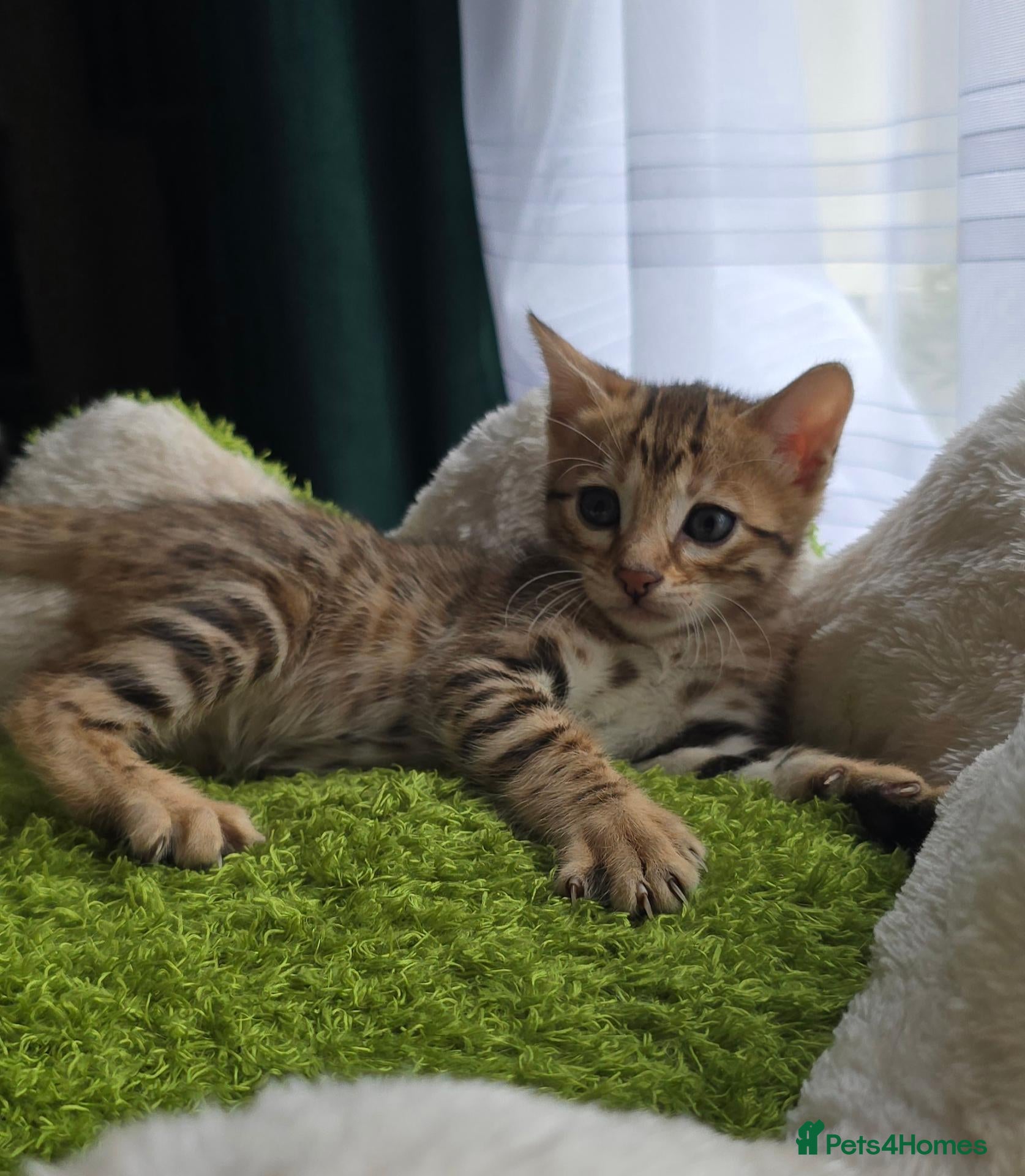 Bengal cats Outstanding rosetted brown bengal girls and boys🔥 - Advert 7