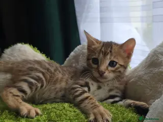 Bengal cats Outstanding rosetted brown bengal girls and boys🔥 - Advert 7