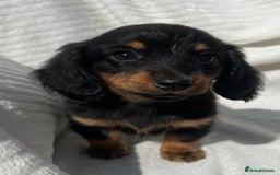 Miniature Dachshund dogs for sale: Beautiful long hair dachshund  in Stourport-on-Severn - Image 3