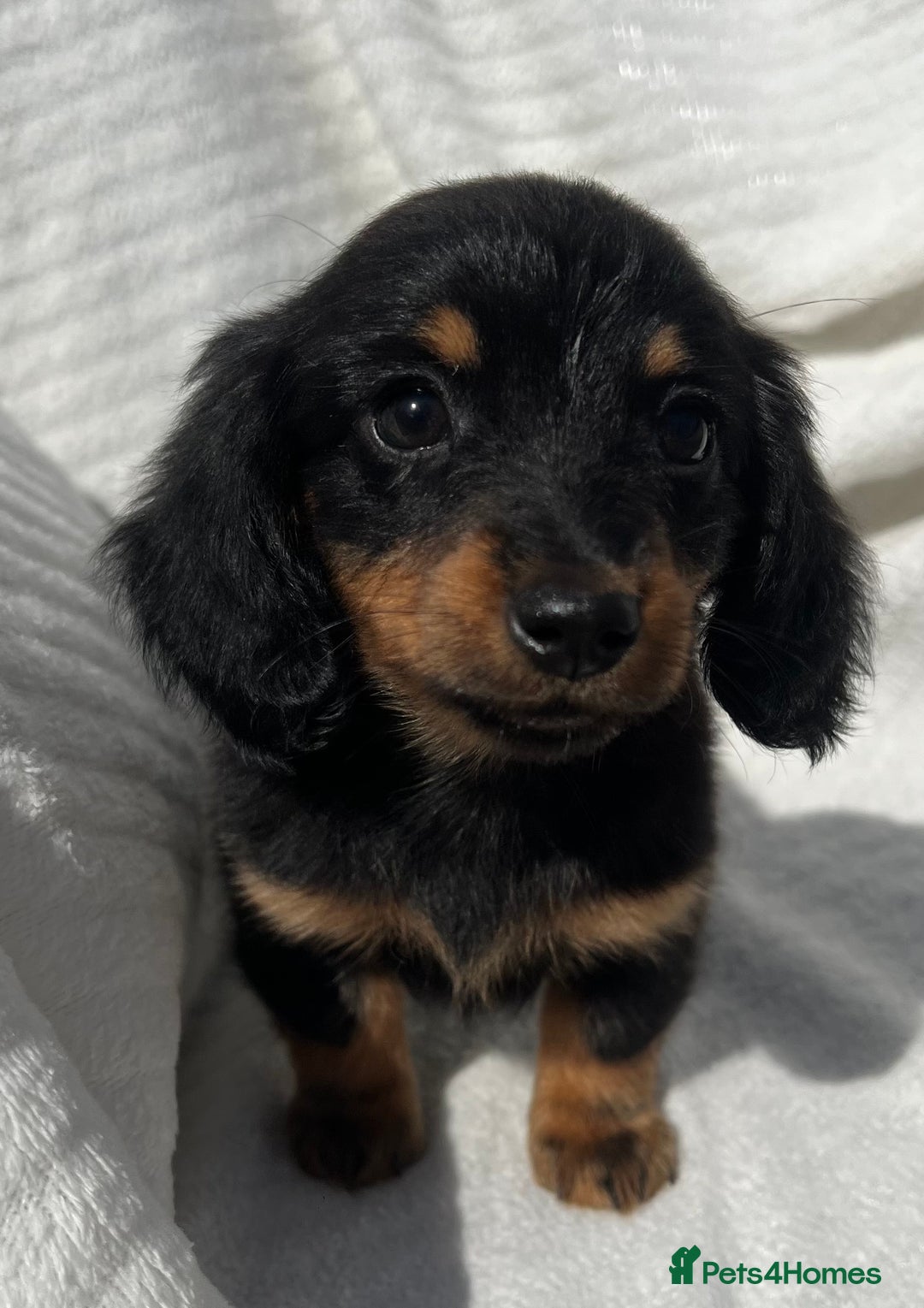 Miniature Dachshund dogs for sale: Beautiful long hair dachshund  in Stourport-on-Severn - Image 3