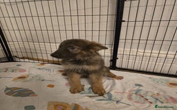 German Shepherd dogs for sale: READY NOW long hair straight back German shepherd - Image 22