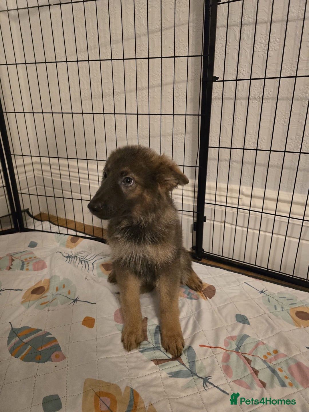 German Shepherd dogs for sale: READY NOW long hair straight back German shepherd - Image 22